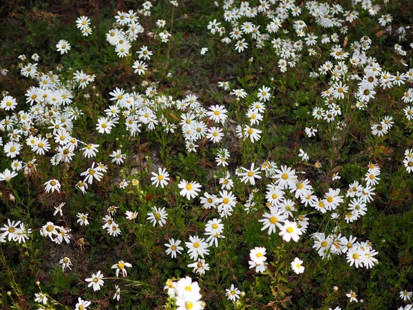 Autumn flowers Siberian chrysanthemum, Autumn flowers in korea