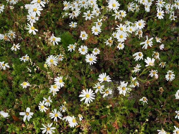 Flores Outono Crisântemo Siberiano Flores Outono Coréia — Fotografia de Stock