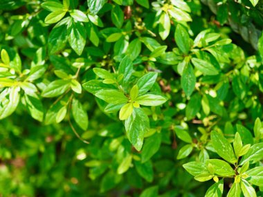 Kore ormanında taze yeşil yapraklar