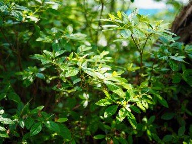 Kore ormanında taze yeşil yapraklar