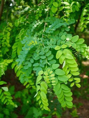 Kore ormanında taze yeşil yapraklar