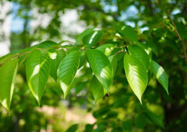 Kore ormanında taze yeşil yapraklar