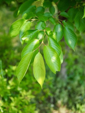 Kore ormanında taze yeşil yapraklar