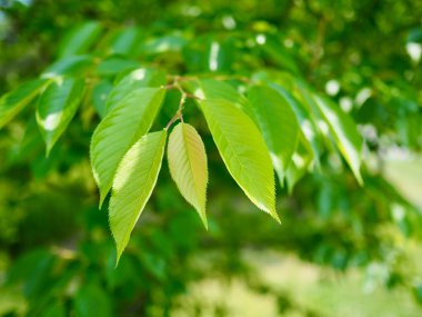 Kore ormanında taze yeşil yapraklar
