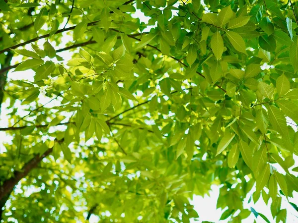 Färska Gröna Blad Koreansk Skog — Stockfoto