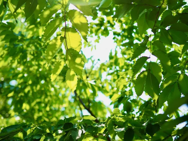 Frische Grüne Blätter Koreanischen Wald — Stockfoto