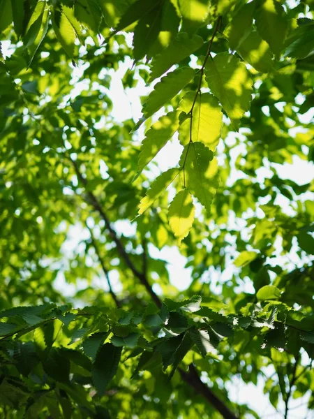 Hojas Verdes Frescas Bosque Coreano —  Fotos de Stock