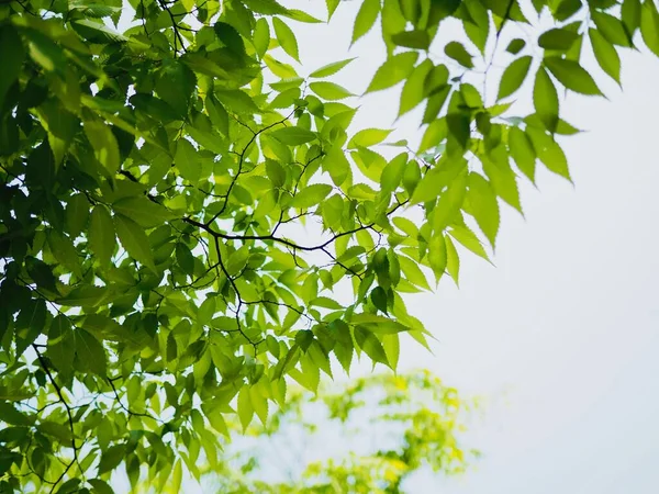 Frische Grüne Blätter Koreanischen Wald — Stockfoto