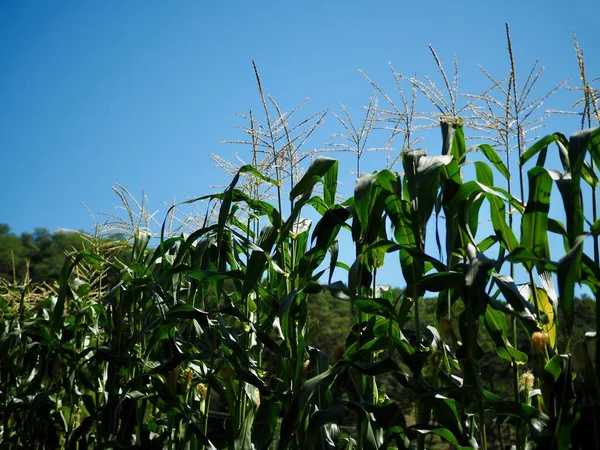 Korean Summer Organic Corn Field — Stock Photo, Image