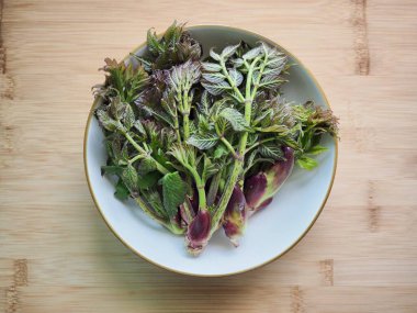 Taze organik sebzeler bir aralia, dikenli diken, araliaceae