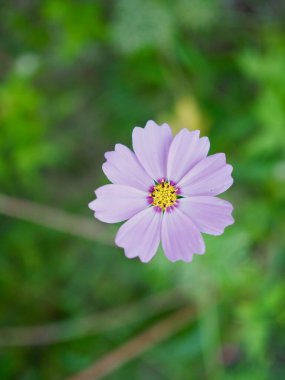  Sonbahar kozmosu çiçek manzarası, yabani çiçekler.