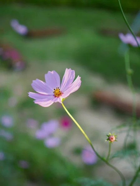 Outono Cosmos Flor Paisagem Flores Selvagens — Fotografia de Stock