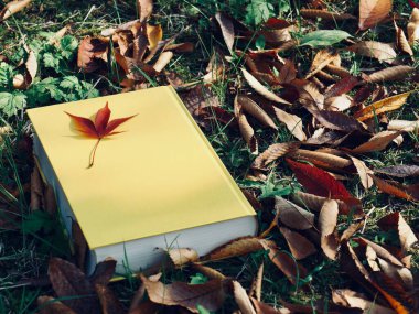 Sarı kitap ve sonbahar akçaağaç yaprakları, dökülen yapraklar