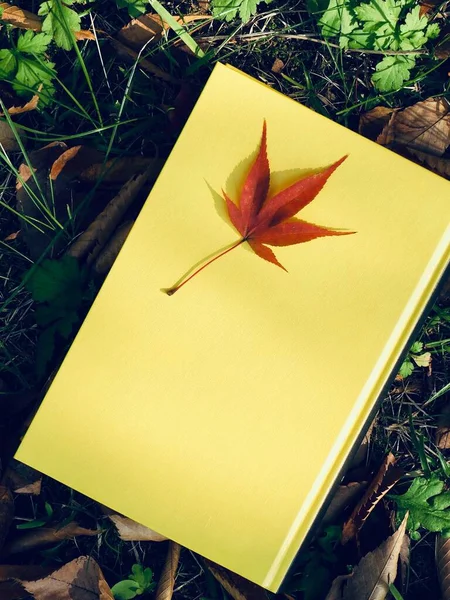 Yellow Book Autumn Maple Leaves Fallen Leaves — Stock Photo, Image