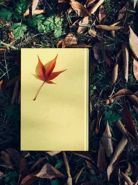 Gul Bok Och Höstlöv Lönn Fallna Blad — Stockfoto