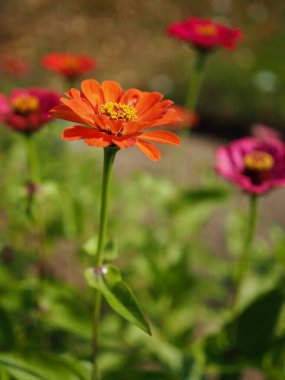 Kore Zinnia zarafeti, Baek Il Hong