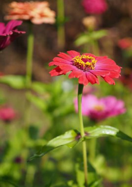 Kore Zinnia zarafeti, Baek Il Hong