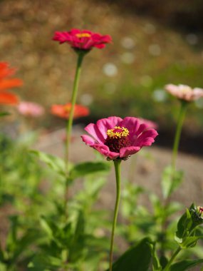 Kore Zinnia zarafeti, Baek Il Hong