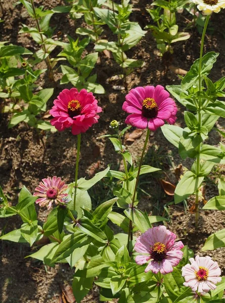 Corea Zinnia Elegans Baek Hong — Foto de Stock