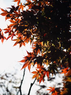 Sonbahar akçaağaç yaprağı manzarası