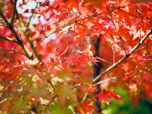 Herbst Ahornblatt Landschaft Hintergrund — Stockfoto