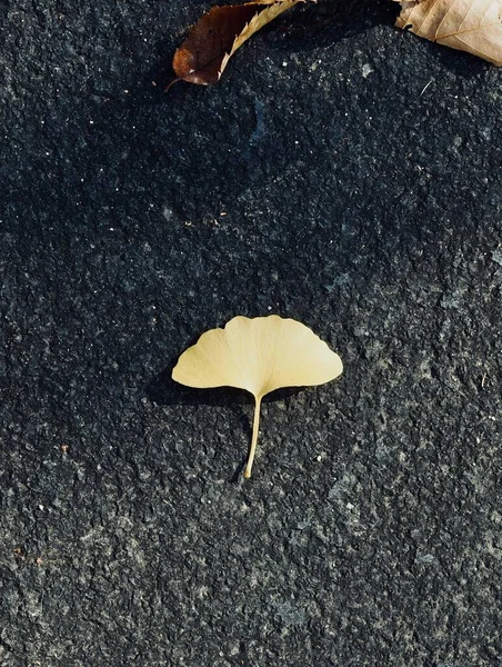 Ginkgo Musim Gugur Kuning Meninggalkan Latar Belakang — Stok Foto