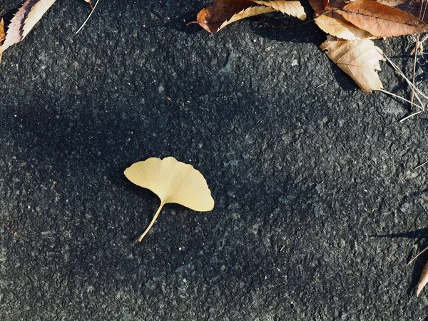 Žlutý Podzim Ginkgo Listy Pozadí — Stock fotografie