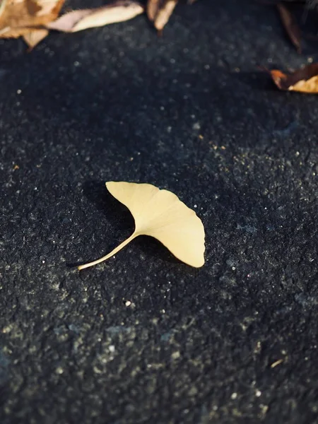 Amarillo Otoño Hojas Ginkgo Fondo — Foto de Stock