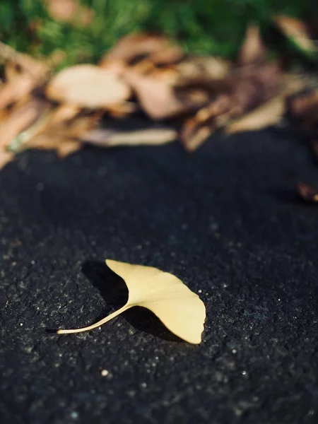 Желтая Осень Гинкго Оставляет Фон — стоковое фото