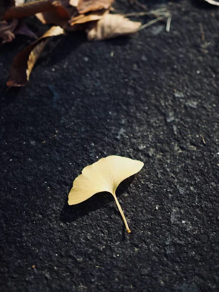 Žlutý Podzim Ginkgo Listy Pozadí — Stock fotografie