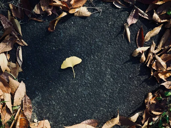 Gele Herfst Ginkgo Bladeren Achtergrond — Stockfoto