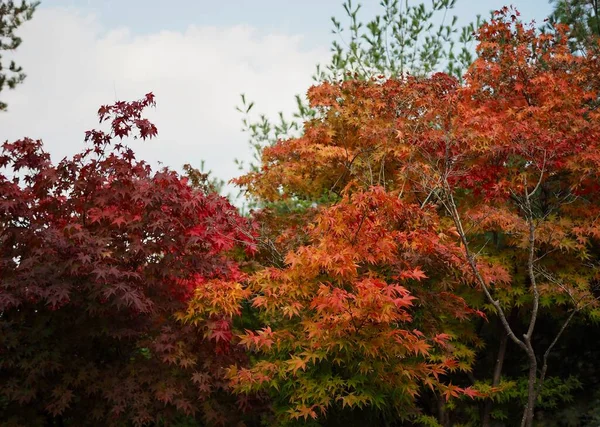 Outono Paisagem Árvore Bordo Coréia — Fotografia de Stock