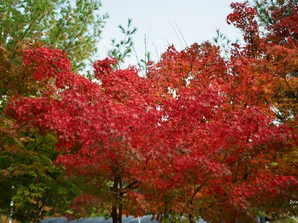 Herbst Ahornbaumlandschaft Korea — Stockfoto