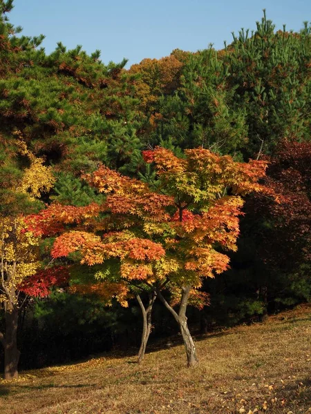 Φθινοπωρινό Τοπίο Σφενδάμου Στην Κορέα — Φωτογραφία Αρχείου
