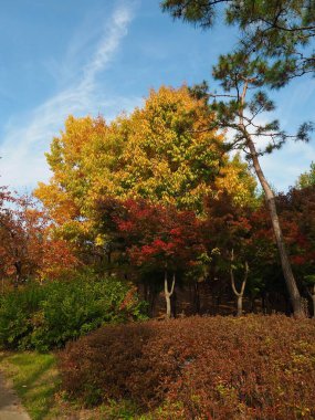 Kore 'de sonbahar akçaağaç manzarası