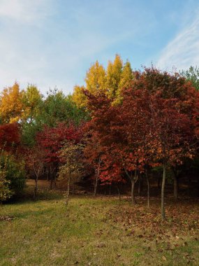 Kore 'de sonbahar akçaağaç manzarası