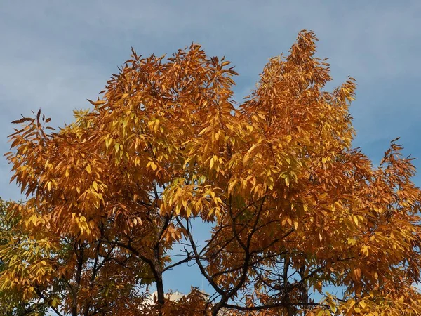 Herfst Esdoorn Boomlandschap Korea — Stockfoto