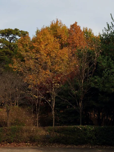Осенний Пейзаж Кленовых Деревьев Корее — стоковое фото