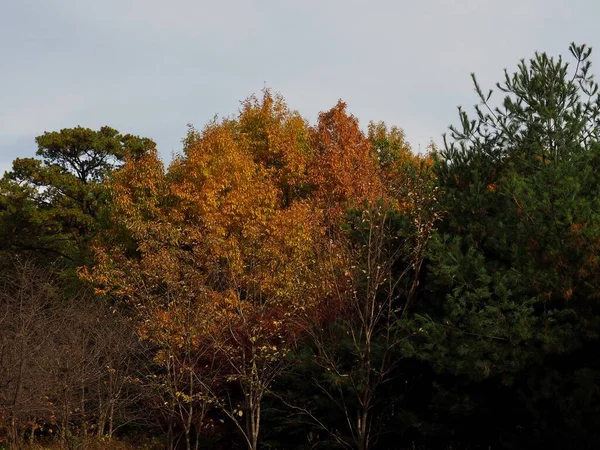 Дерев Яний Ландшафт Осінньої Клени — стокове фото