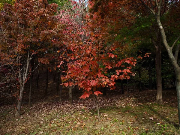Outono Paisagem Árvore Bordo Coréia — Fotografia de Stock