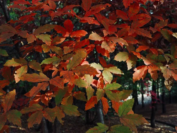 Otoño Arce Hoja Paisaje Fondo — Foto de Stock