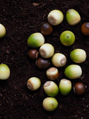 Taze organik doğal meşe palamudu