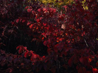 Sonbahar akçaağaç yaprağı manzarası