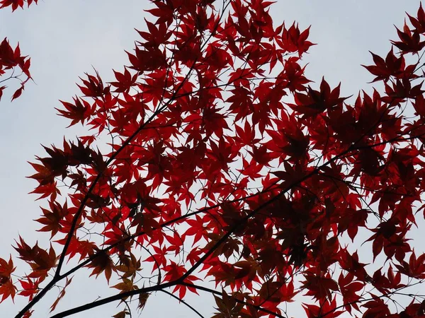 Herbst Ahornblatt Landschaft Hintergrund — Stockfoto