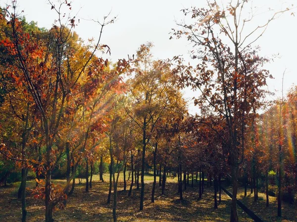 Herfst Esdoorn Blad Landschap Achtergrond — Stockfoto