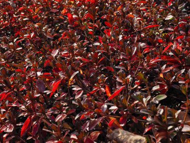 Sonbahar akçaağaç yaprağı manzarası