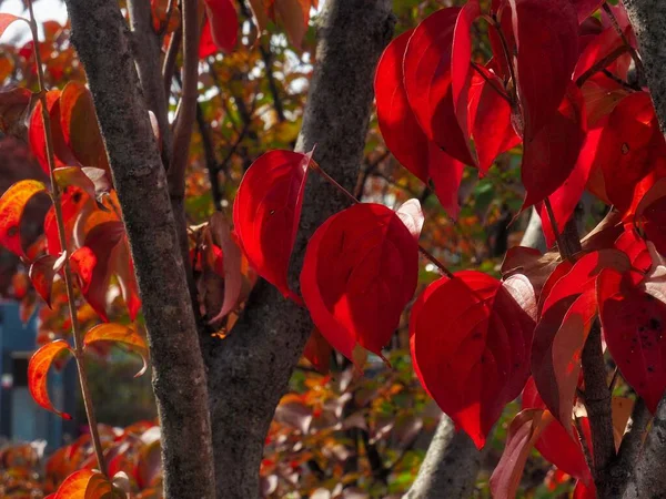 Herbst Ahornblatt Landschaft Hintergrund — Stockfoto
