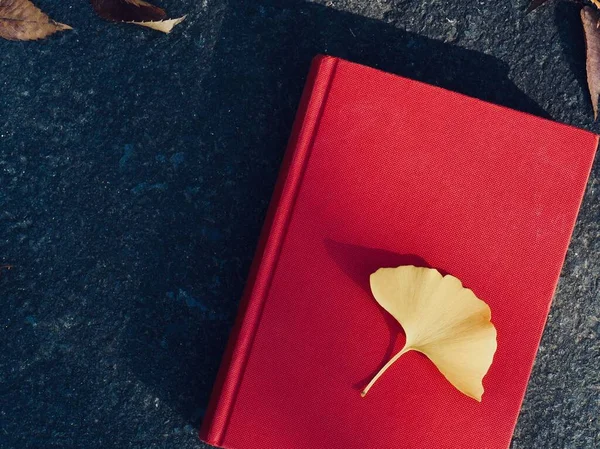 Röd Bok Och Höst Lönn Ginkgo Blad — Stockfoto