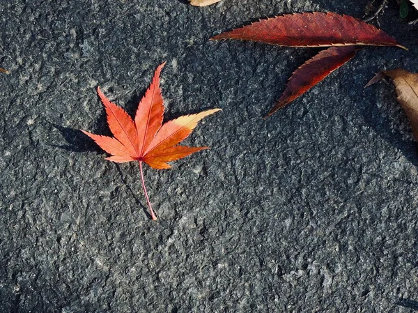 Podzim Příroda Javorový List Pozadí — Stock fotografie