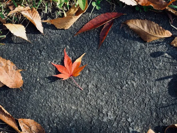 秋天的自然枫叶背景 — 图库照片